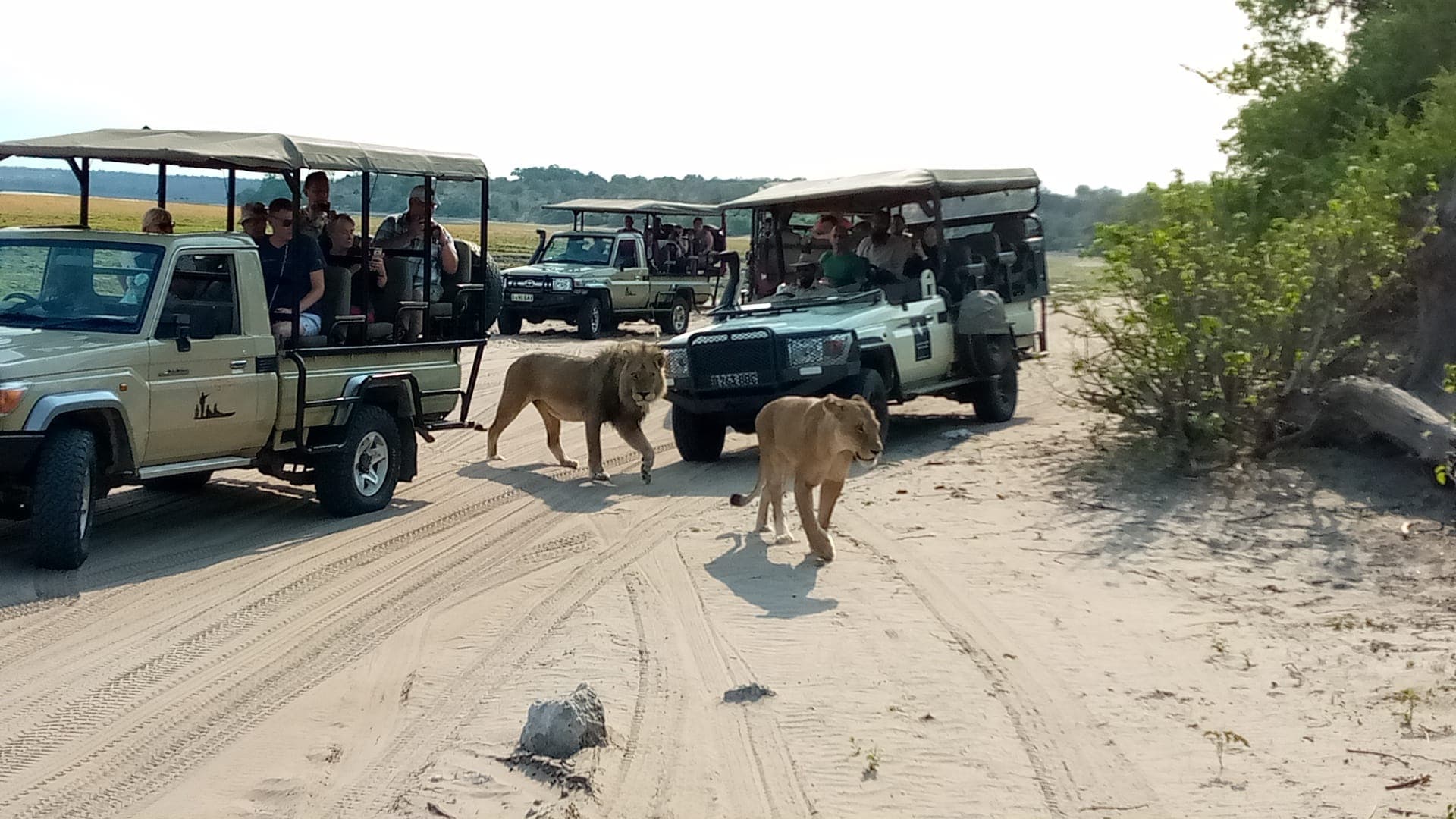 Chobe Game Drive — PAPAL Safaris, Chobe, Botswana