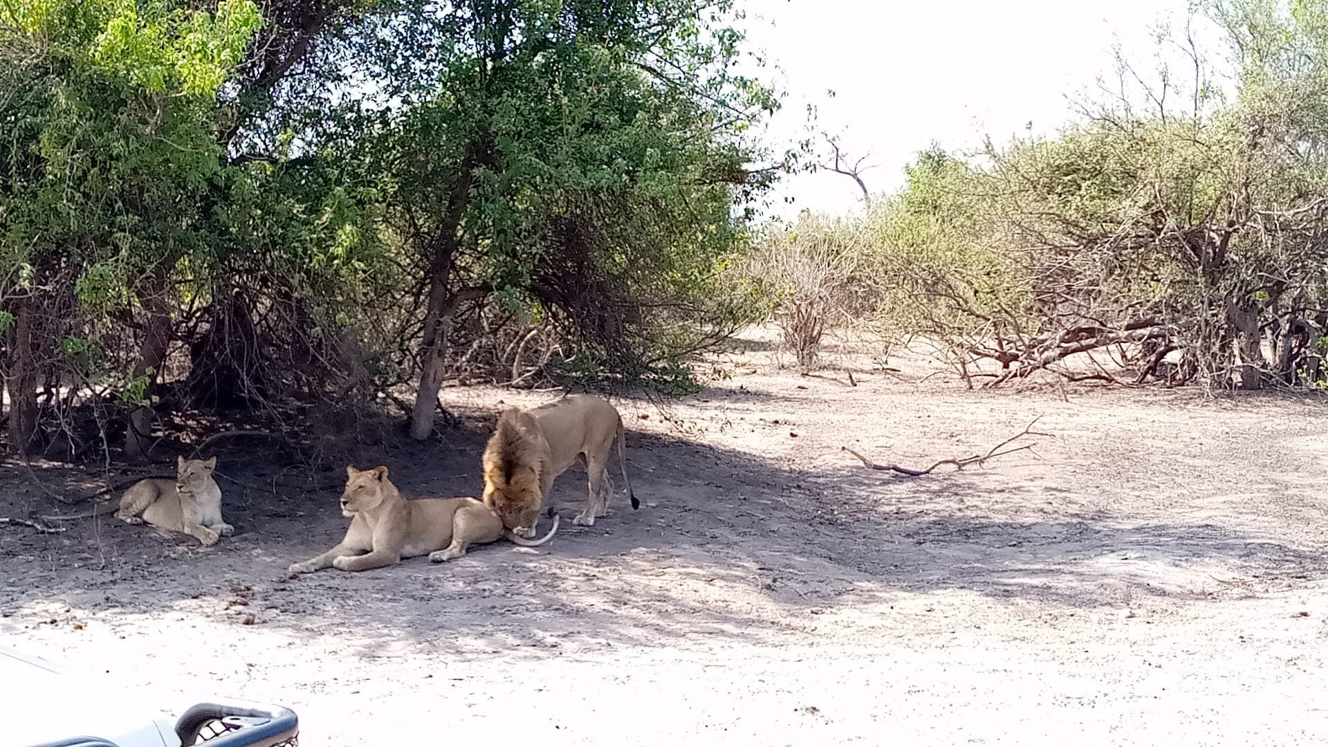 Moremi Game Reserve — Safari destination in Botswana